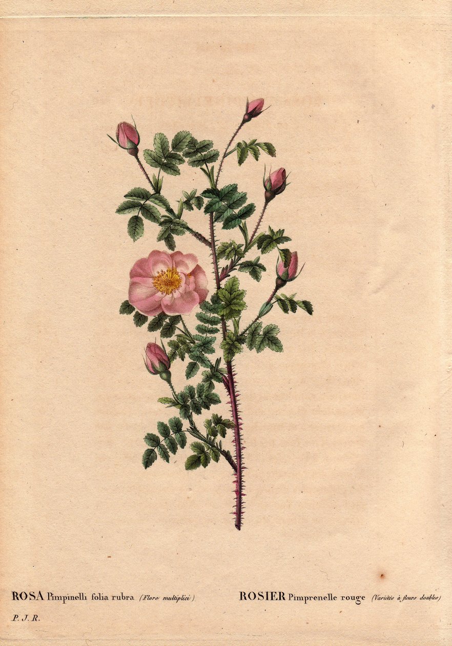 Botanisk tavle, blomst, rosesort: Rød pimprenellerose (variet har dobbelte blomster). På latin: Rosa pimpinellifolia rubra. Blomster dyrket af Monsieur Descenemet, omkring 1800. I "" Les Roses", bind 2 af Pierre Joseph Redoute (1759-1840) af Pierre Joseph Redouté