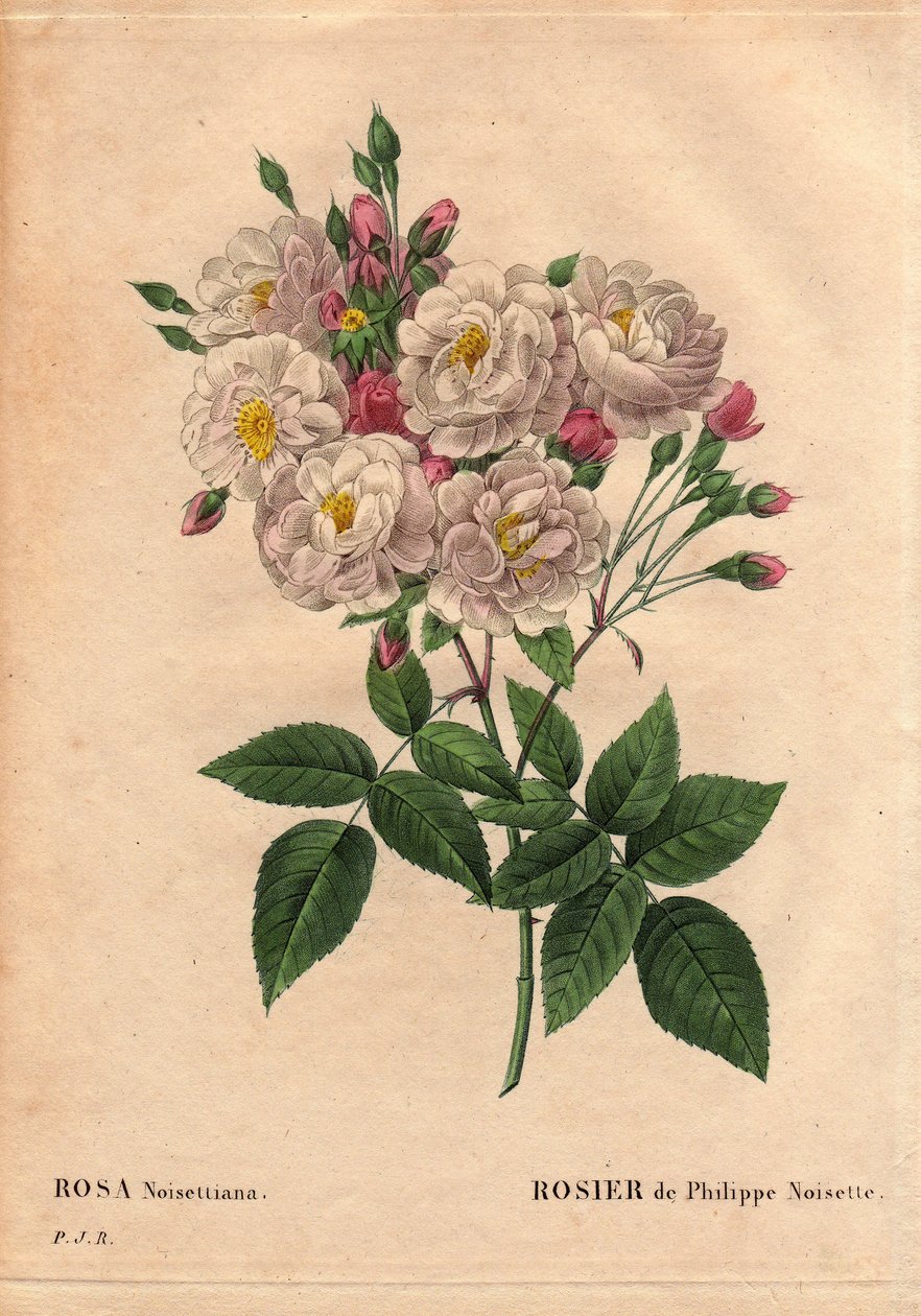 Botanisk bord, blomst, rosesort: Rose af Philippe hasselnød (Rosa noisettiana). Hybride arter af rose moschata chinensis dyrket i USA af John Champney og introduceret til Frankrig af Philippe Noisette i 1814. I "" Les Roses", bind 2 af af Pierre Joseph Redouté