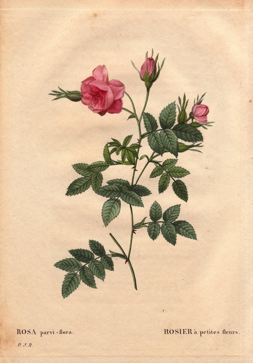 Botanisk bord, blomst, rosesort: Rose med små blomster (Rosa parviflora eller Rosa parviflora) fra Nordamerika. I "" Les Roses", bind 2 af Pierre Joseph Redoute (1759-1840) af Pierre Joseph Redouté