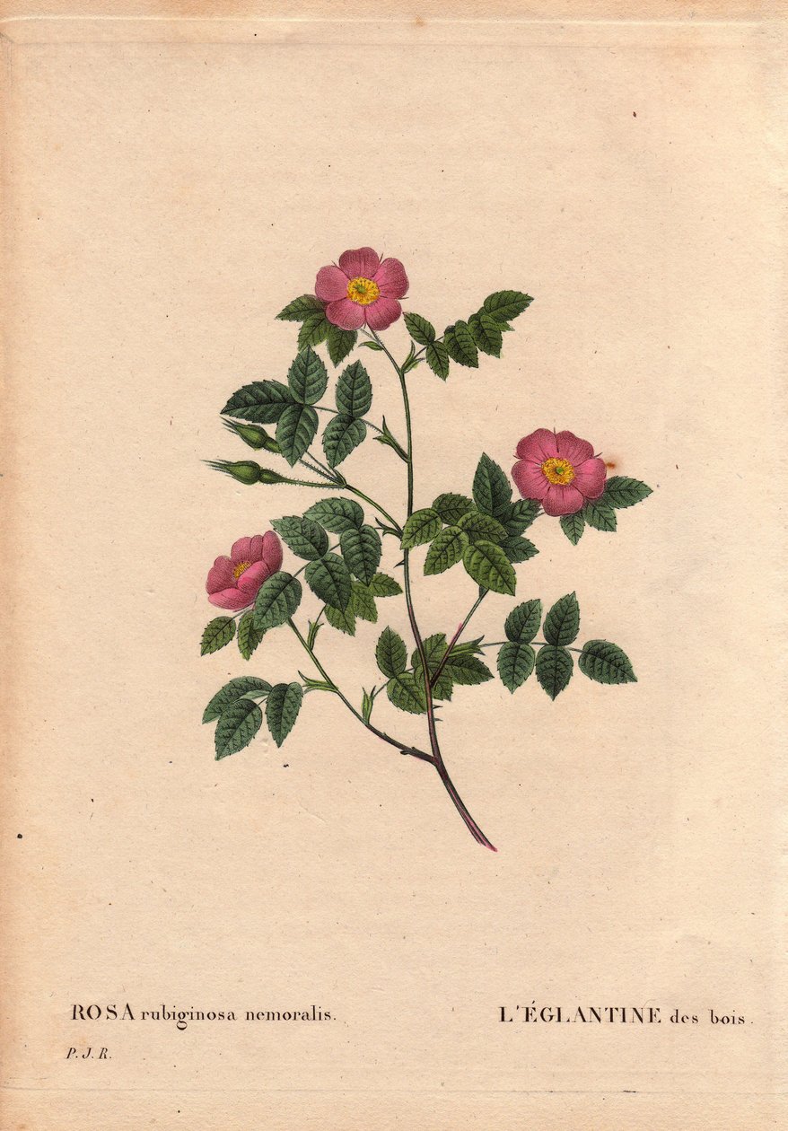 Botanisk tavle, blomst, rosesort: The Eglantine of the Woods. (Rosa rubiginosa nemoralis). Arter fra Europa. I "" Les Roses", bind 2 af Pierre Joseph Redoute (1759-1840) af Pierre Joseph Redouté