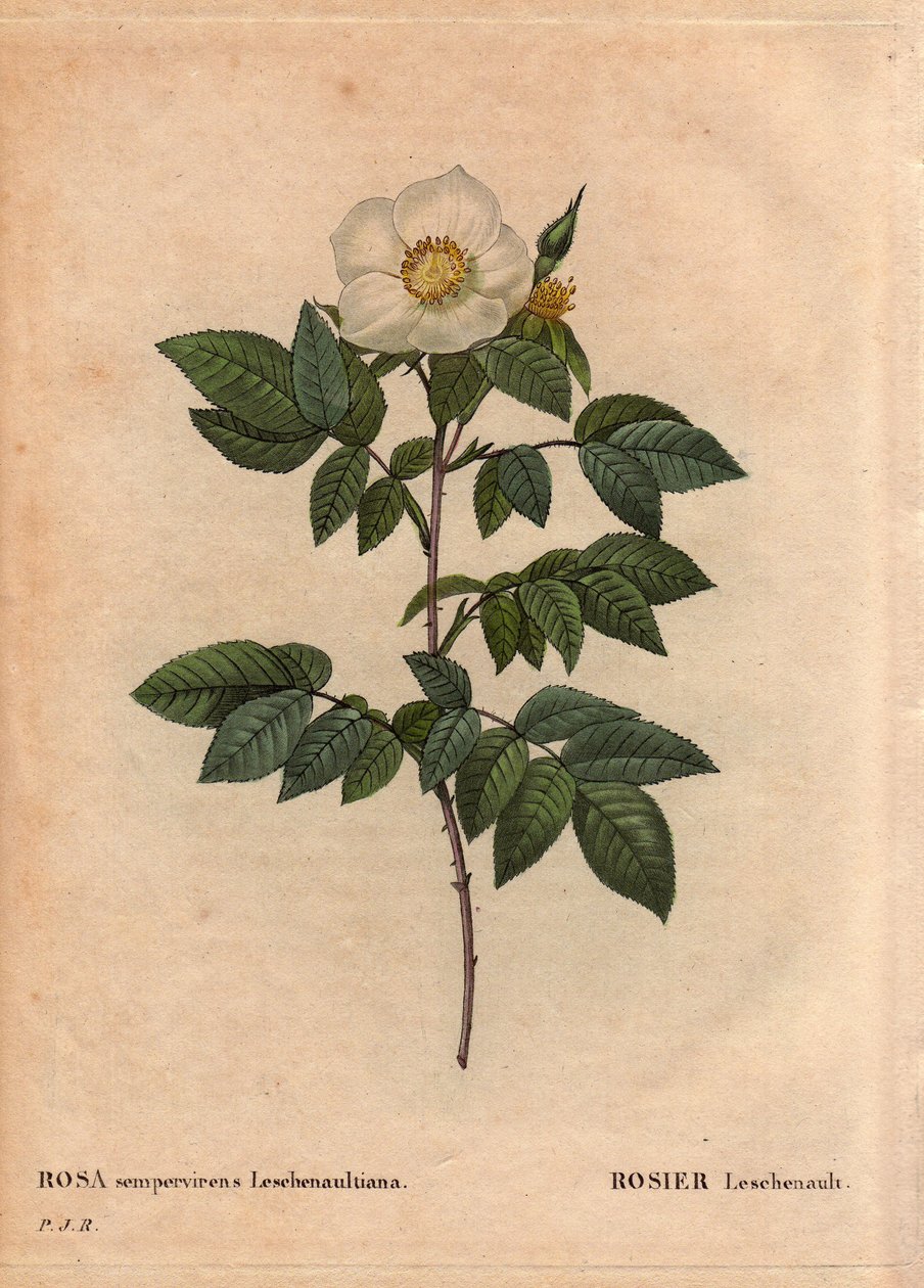 Botanisk bord, blomst, rosesort: Leschenault-rosen (Rosa sempervirens Leschenaultiana). Opdaget af Monsieur Leschenault på Nilgiri (eller Nilagiri eller Nilgiris), også kaldet Blue Mountains of India. I Tamil Nadu-regionen før 1824. I "" L af Pierre Joseph Redouté