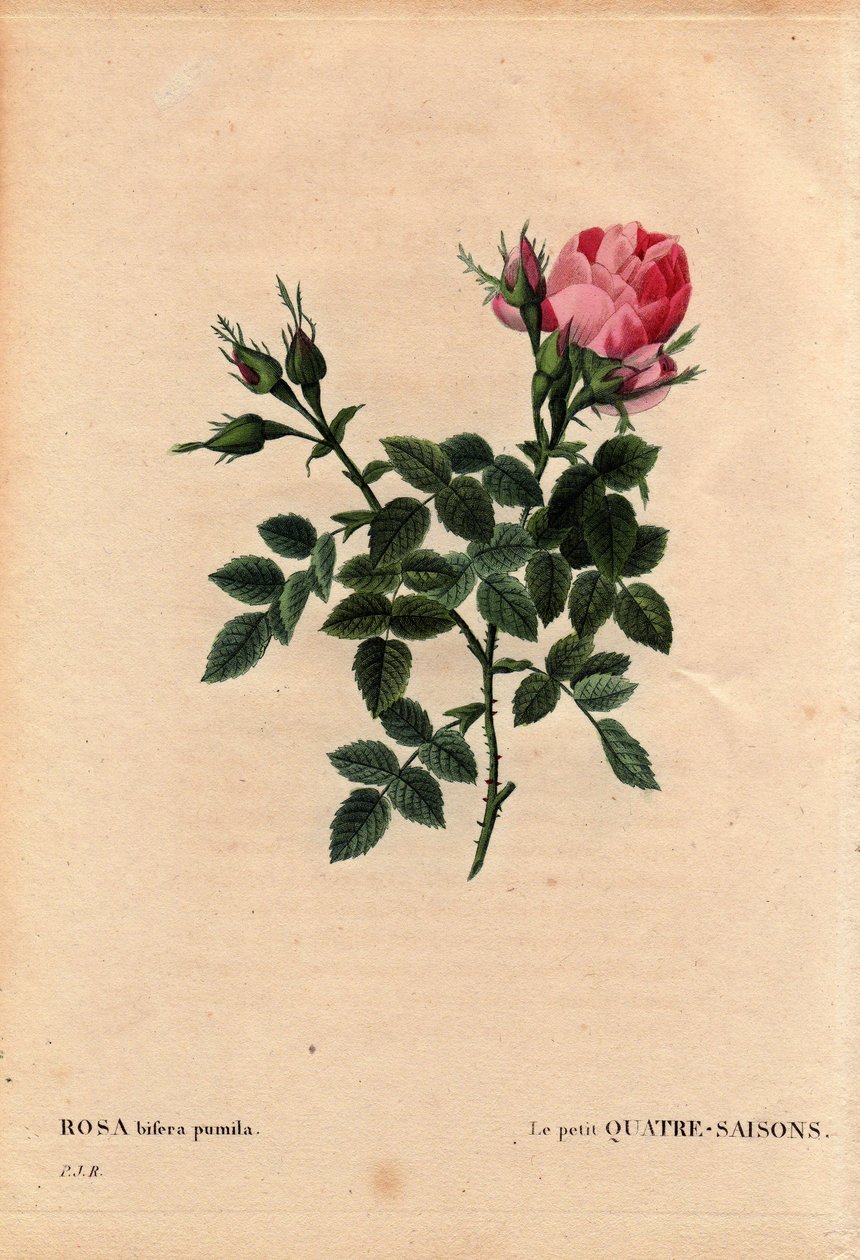 Botanisk bord, blomst, rosesort: De små fire årstider (fire årstider). På latin: Rosa bifera pumila, dyrket af Monsieur Noel, Paris, Frankrig, før 1824. I “” Les Roses”, bind 2 af Pierre Joseph Redoute (1759-1840) af Pierre Joseph Redouté