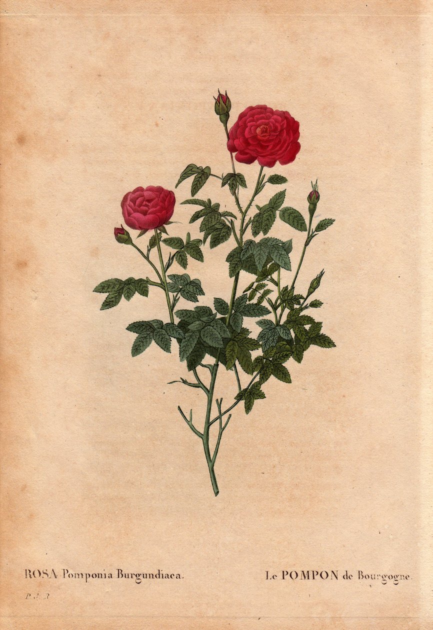 Botanisk bord, blomst, rosesort: Pomponen i Bourgogne (Rosa Pomponia Burgundiaca). Ukendt oprindelse, eksitant sort før 1664. I "" Les Roses", bind 2 af Pierre Joseph Redoute (1759-1840) af Pierre Joseph Redouté