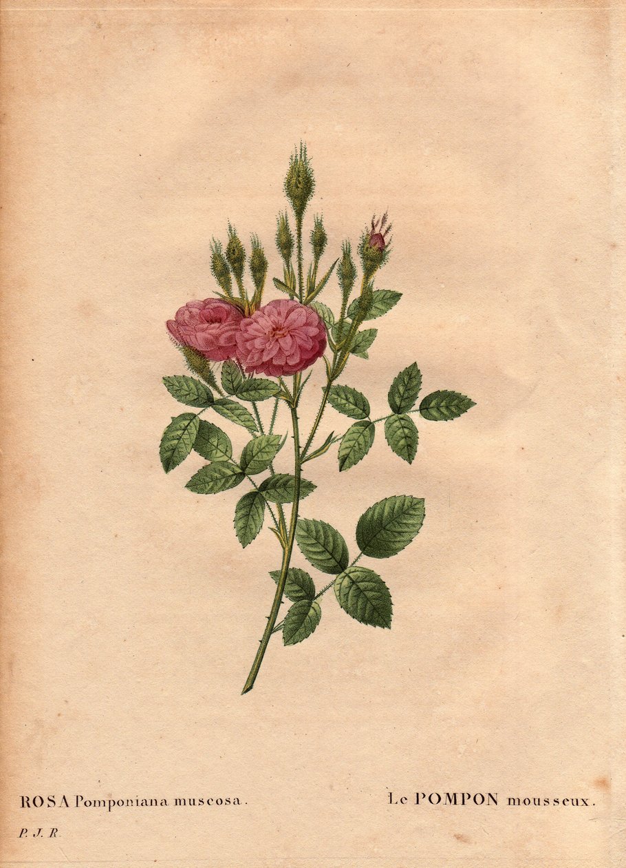 Botanisk tavle, blomst, rose variant: Den funklende pompon slags "" Rose de Meaux" (Rosa Pomponiana muscosa) opdaget i en have i det vestlige England omkring 1801. I "" Les Roses", bind 2 af Pierre Joseph Redoute ( 1759-1840) af Pierre Joseph Redouté