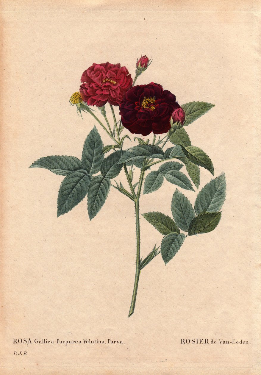 Botanisk bord, blomst, rosesort: Van Eeden Rose (Rosa Gallica Purpurea Velutina Parva). Dyrket i Holland af Van Eeden før 1810. I "" Les Roses", bind 2 af Pierre Joseph Redoute (1759-1840) af Pierre Joseph Redouté