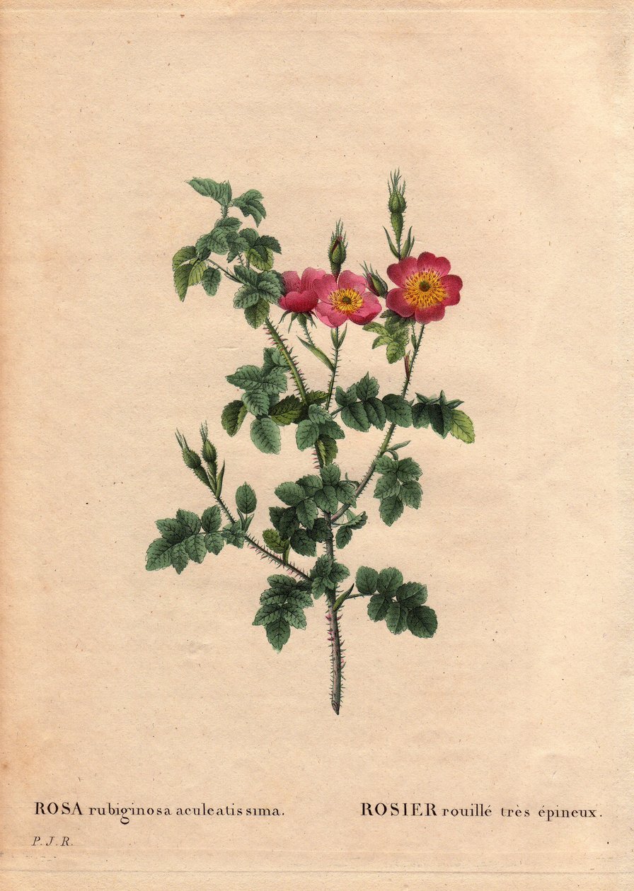 Botanisk bord, blomst, rosesort: Meget toget rustrose (Rosa rubiginosa aculeatissima). Opnået af frø og paneret af Du Pont omkring 1810. I "" Les Roses", bind 2 af Pierre Joseph Redoute (1759-1840) af Pierre Joseph Redouté