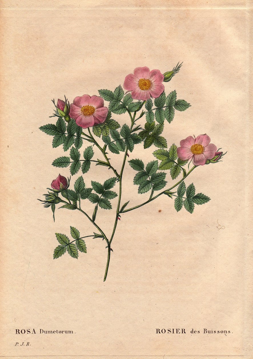 Botanisk bord, blomst, rosesort: buskrose (Rosa dumetorum). Fra familien af hunderoser fra Europa og Asien, opdaget før 1821. I "" Les Roses", bind 2 af Pierre Joseph Redoute (1759-1840) af Pierre Joseph Redouté