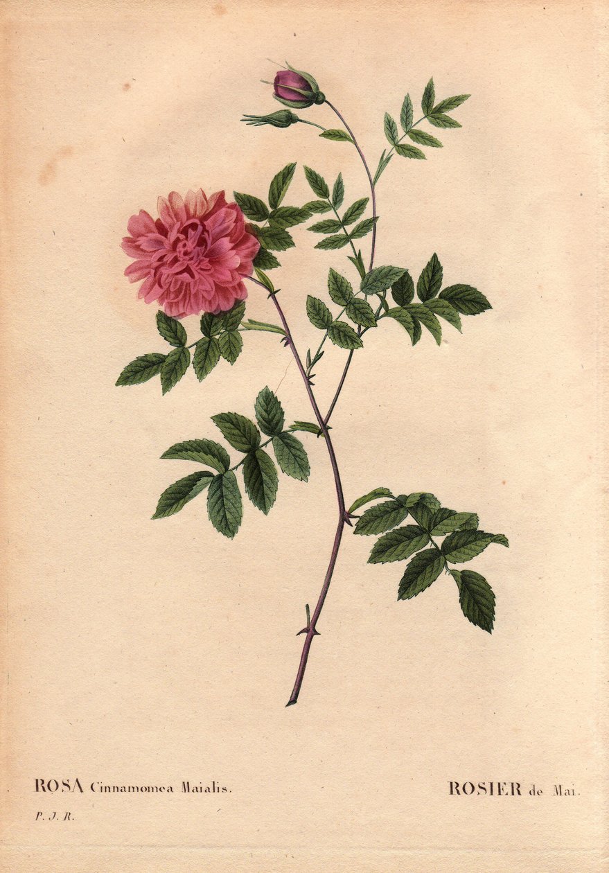 Botanisk bord, blomst, rosesort: majrose. (Rosa cinnamomea maialis). Vilde blomster vokser i hele Europa. I "" Les Roses", bind 2 af Pierre Joseph Redoute (1759-1840) af Pierre Joseph Redouté