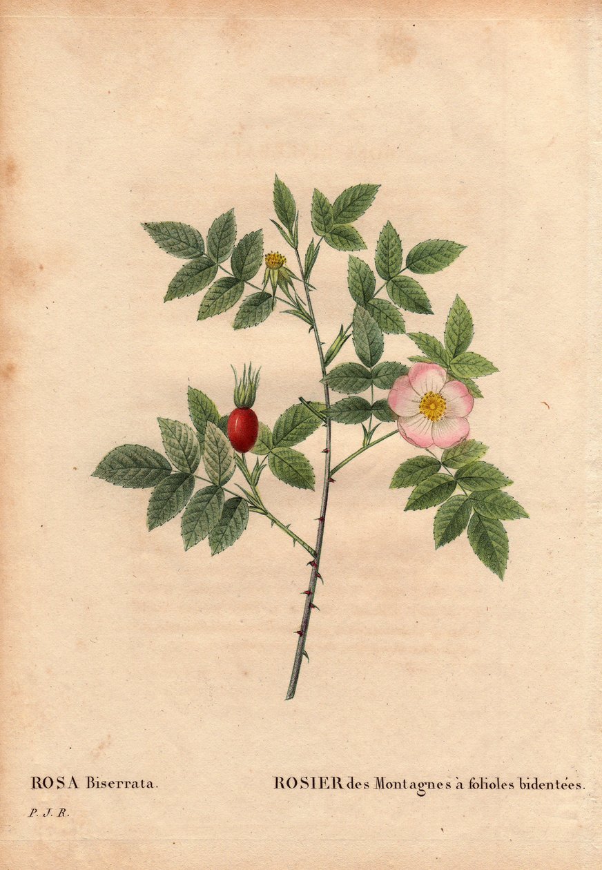 Botanisk tavle, blomst, rosesort: bjergrose med småblade (Rosa Biserrata). Saml af doktor Merat før 1812 på Mont Valerien nær Paris, Frankrig. I "" Les Roses", bind 2 af Pierre Joseph Redoute (1759-1840) af Pierre Joseph Redouté