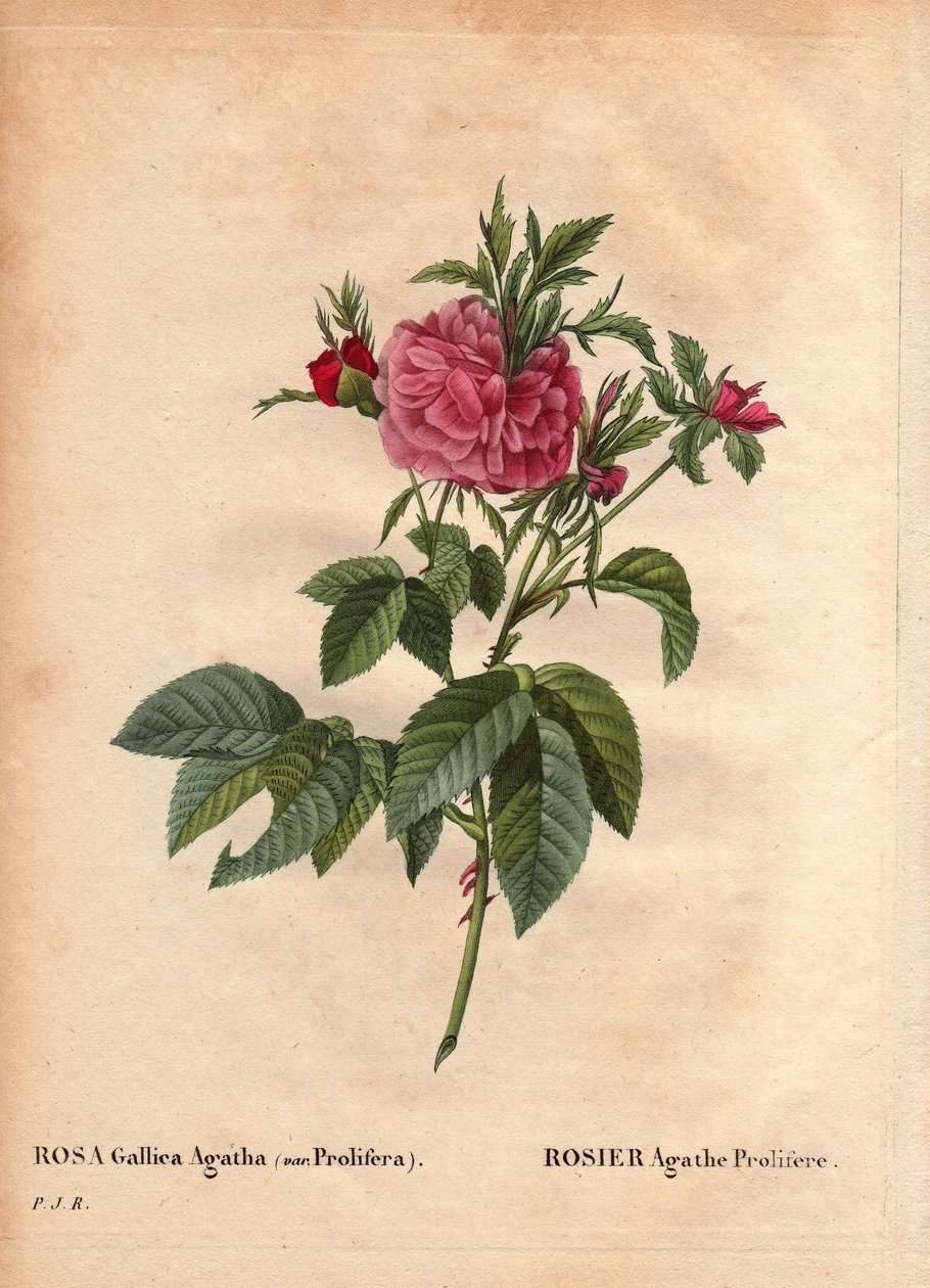 Botanisk bord, blomst, rosesort: Rose Agathe Prolifere (Rosa Gallica Agatha Prolifera). I "" Les Roses", bind 2 af Pierre Joseph Redoute (1759-1840) af Pierre Joseph Redouté