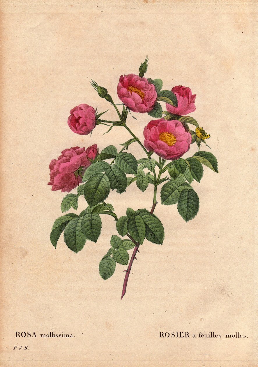 Botanisk bord, blomst, rosesort: Rose med bløde blade. (Rosa mollissima flora submultiplici). Rose mollis sort, før 1821. I "" Les Roses", bind 2 af Pierre Joseph Redoute (1759-1840) af Pierre Joseph Redouté