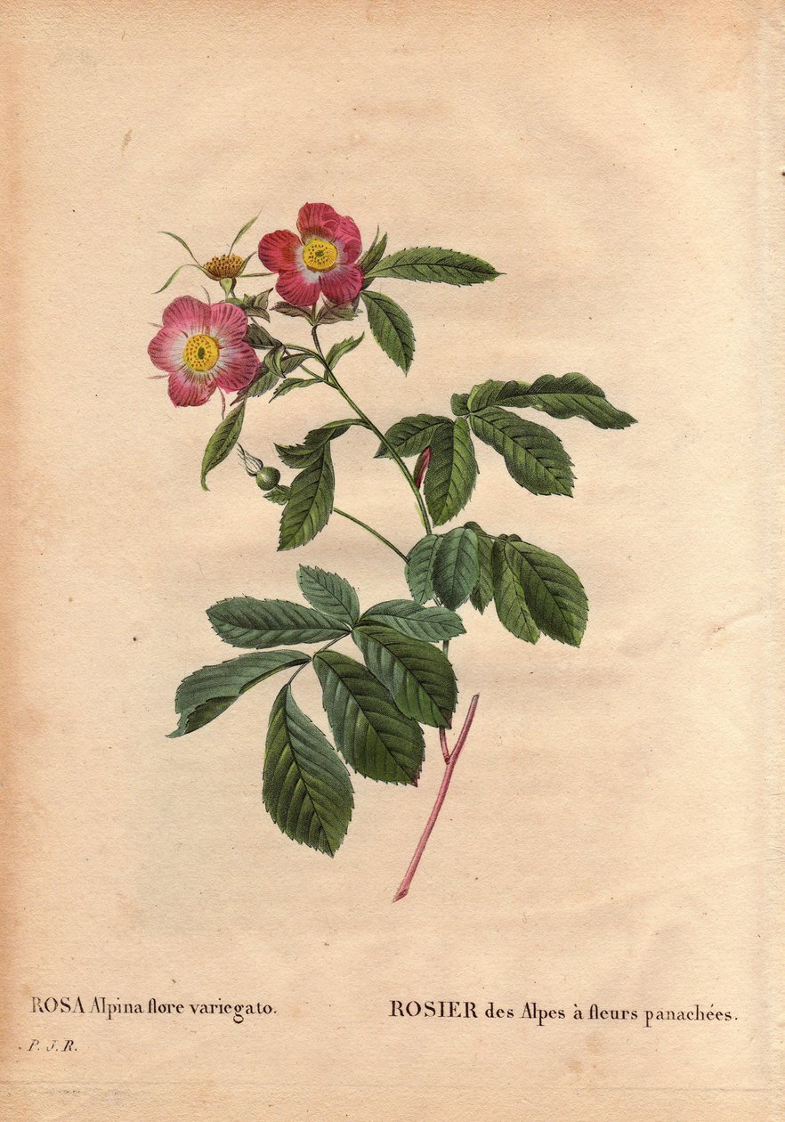 Botanisk plade, blomst, rosesort: Alpernes rose med variegato-blomster (Rosa alpina flora variegato). Indført i Frankrig omkring 1813 de Poilpre. I "" Les Roses", bind 2 af Pierre Joseph Redoute (1759-1840) af Pierre Joseph Redouté