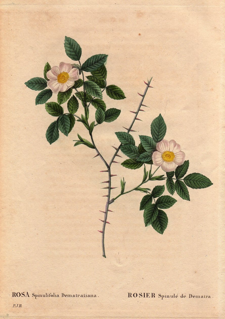 Botanisk plade, blomst, rosesort: Rosier Spinule de Dematra (Rosa spinulifolia dematratiana) opdaget nær Chatel-sur-Montsalvens (Chatel sur Montsalvens), Fribourg, Schweiz af Dean Dematra, præst i Corbieres, før 1818. I "" Les Roses ” af Pierre Joseph Redouté