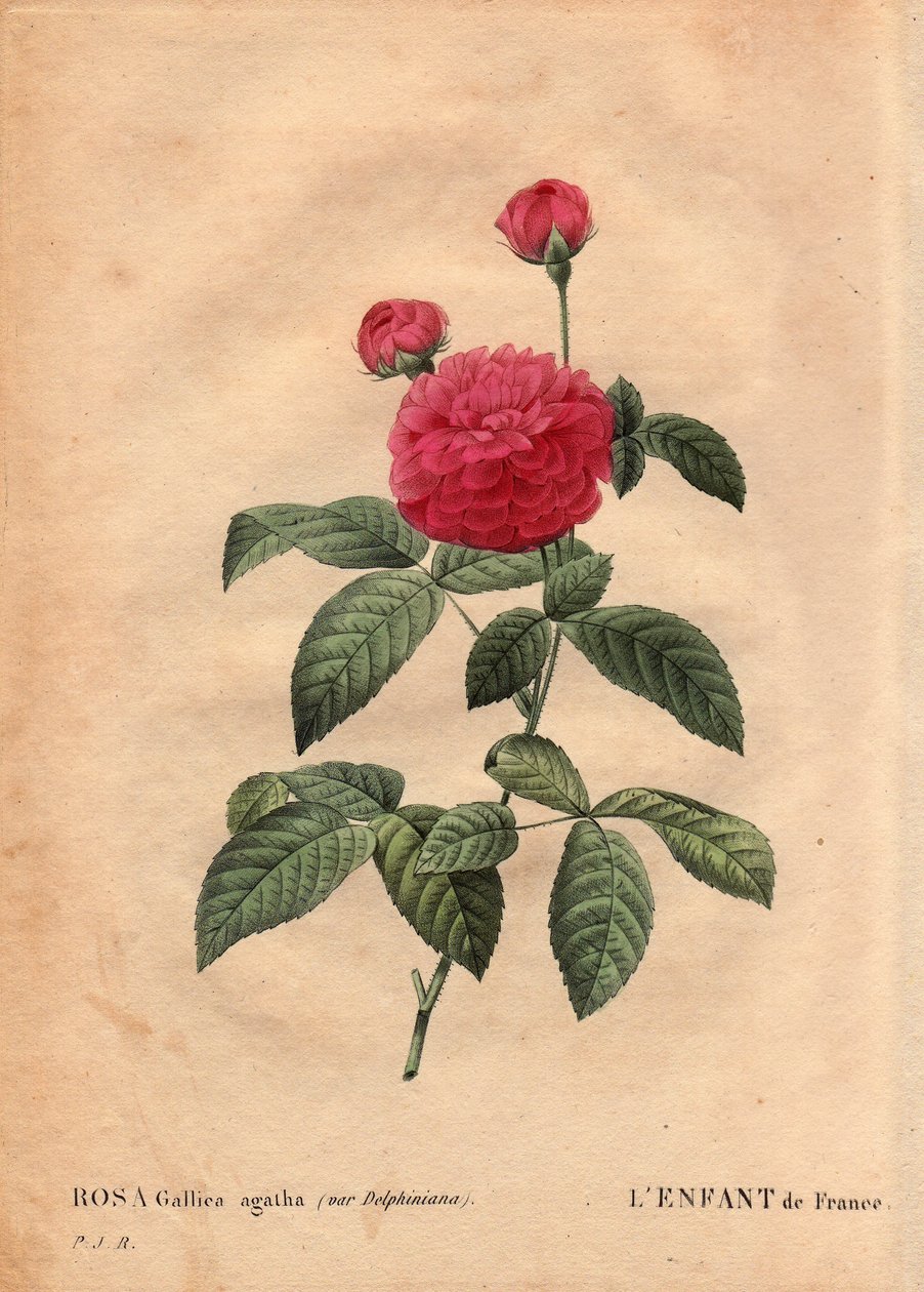 Botanisk plade, blomst, rosesort: Frankrigs barn (Rosa gallica agatha var. delphiniana). Dyrket af Monsieur Du Pont, omkring 1802, kendt siden Ludvig XV