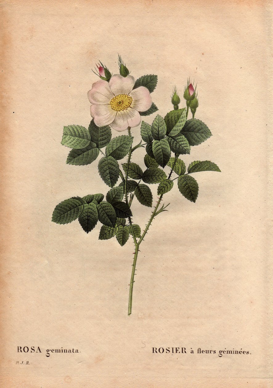 Botanisk plade, blomst, rosesort: ædelstensblomstret rose. (Rosa geminata). Opdaget af professor Rau, nær Würzburg, Tyskland før 1820. I "" Les Roses", bind 2 af Pierre Joseph Redoute (1759-1840) af Pierre Joseph Redouté