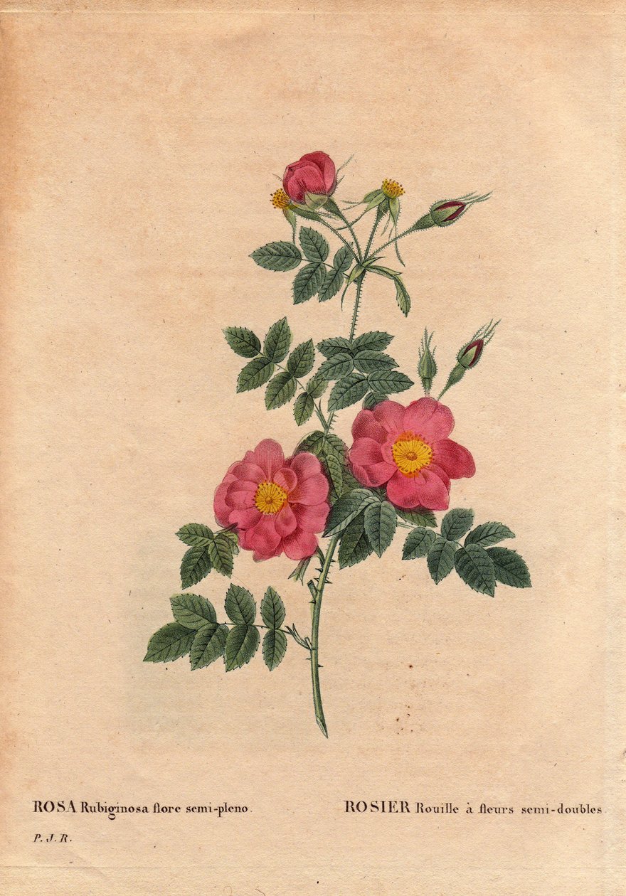 Botanisk plade, blomst, rosesort: Rose Rust har semi-dobbelte blomster (Rosa rubiginosa flora semi pleno), opnået fra frø og dyrket af P.J. Redoute omkring 1806. I "" Les Roses", bind 2 af Pierre Joseph Redoute (1759- 1840) af Pierre Joseph Redouté