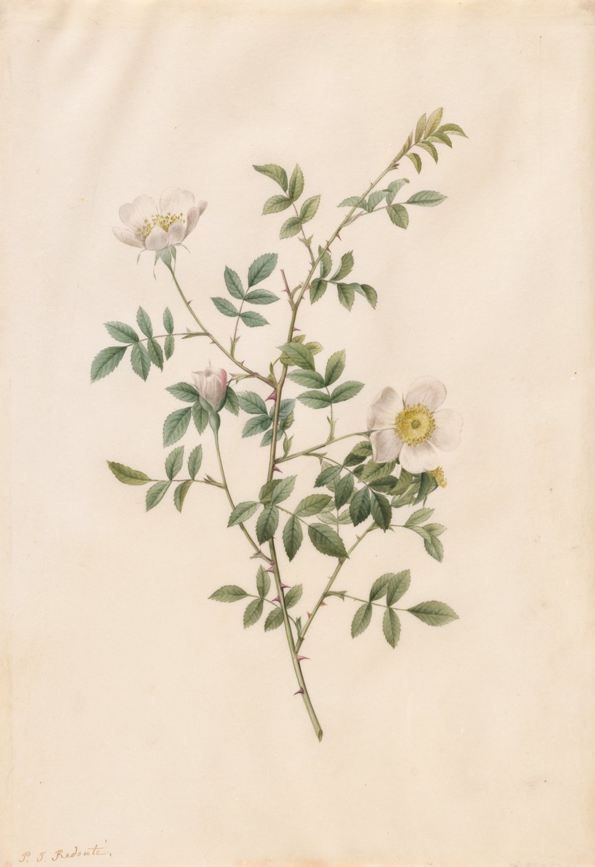 Brier Bush Rose eller Hunderose (Rosa Sepium Rosea) af Pierre Joseph Redouté