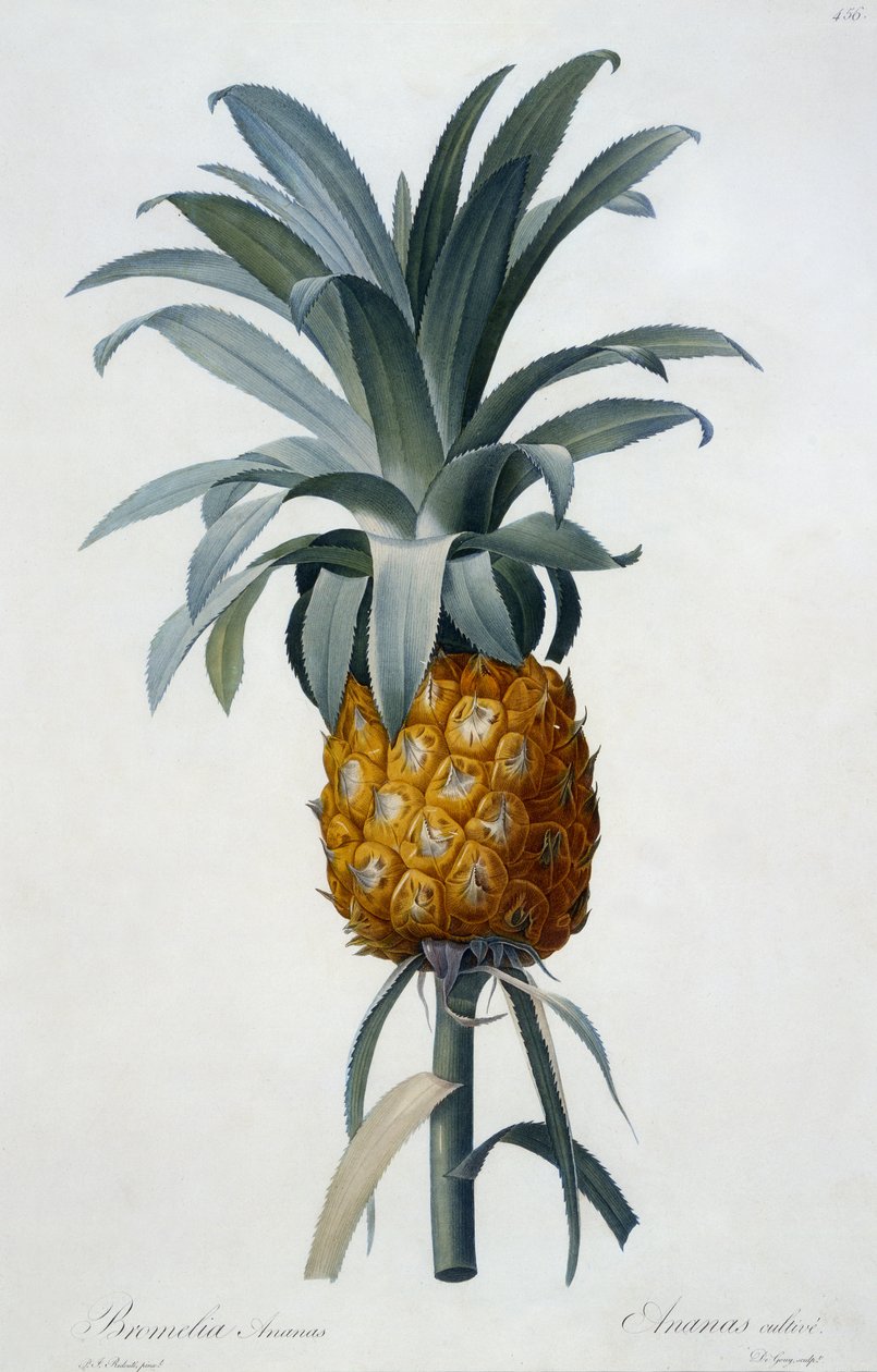 Bromelia Ananas (håndfarvet gravering) af Pierre Joseph Redouté