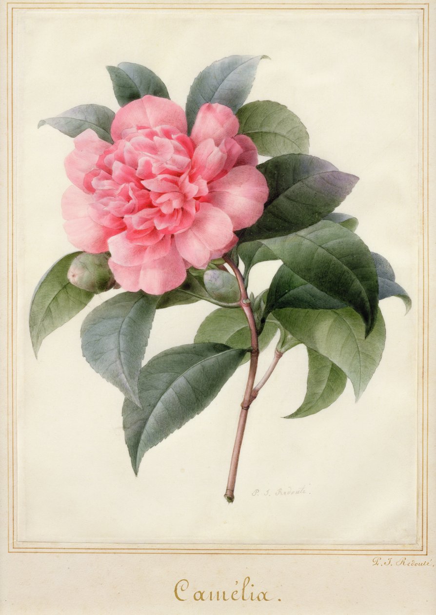 Camelia (akvarel med guld på vellum) af Pierre Joseph Redouté