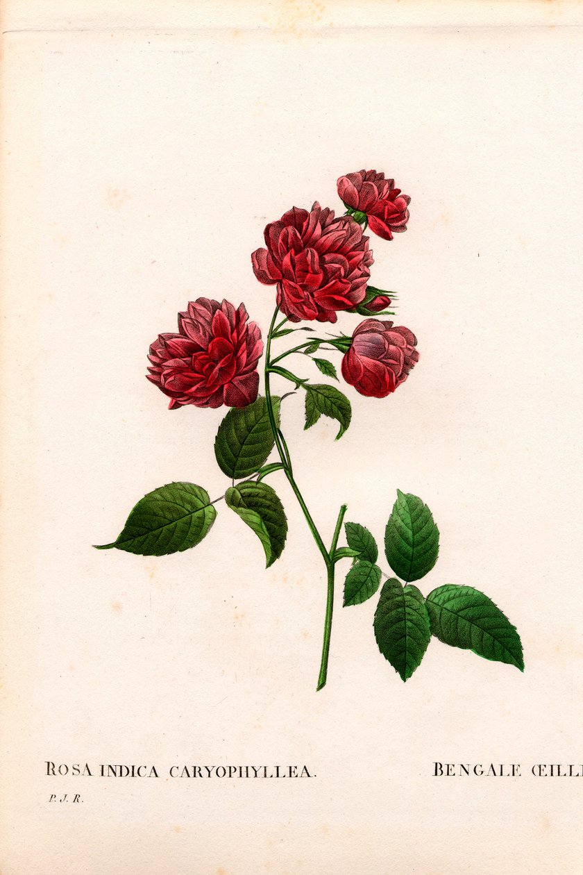 Carnation China rose, Rosa chinensis sort, The Bengal Carnation Carnation. Håndfarvet stiplet kobberstik fra Pierre Joseph Redoutes "" Les Roses,"" Paris af Pierre Joseph Redouté