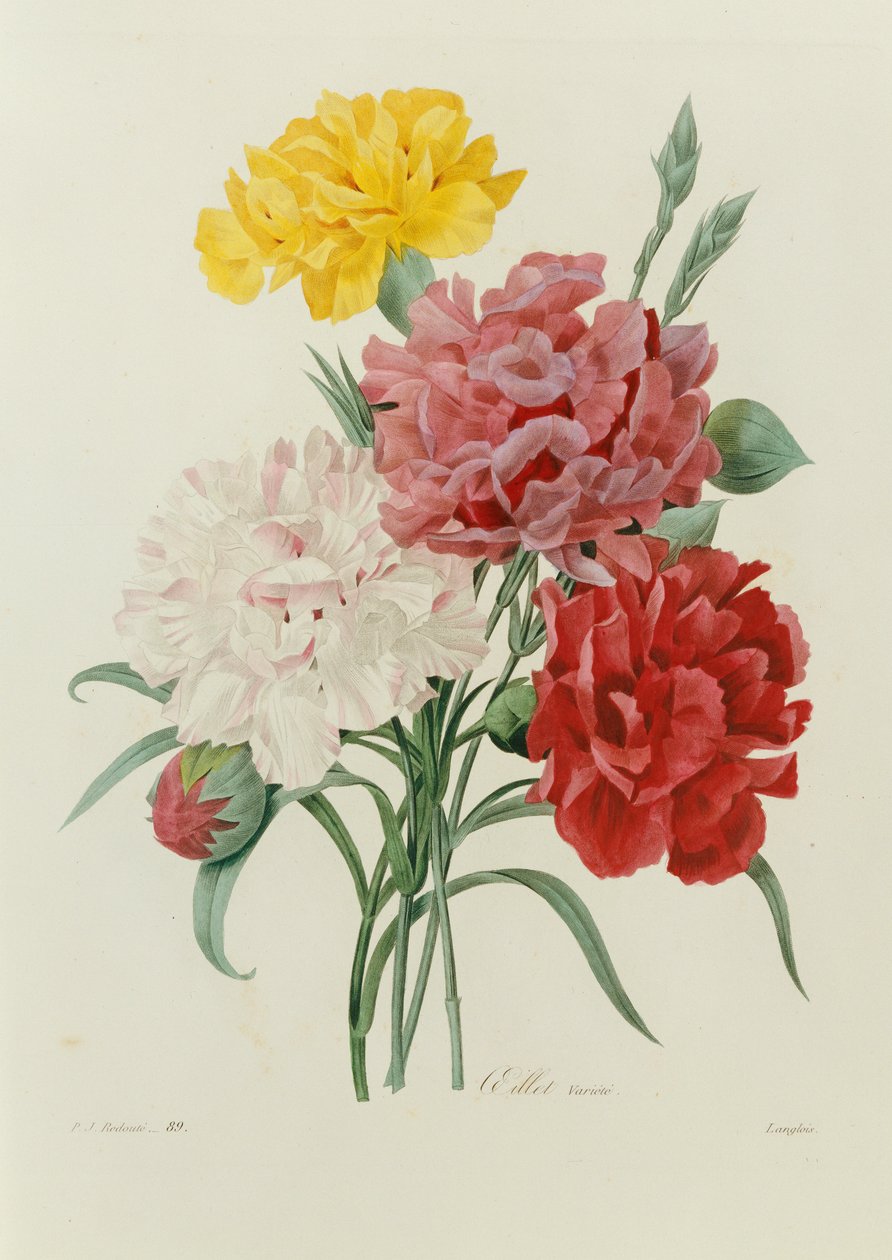 Nelliker, fra "Udvalg af de smukkeste blomster", c.1833 af Pierre Joseph Redouté