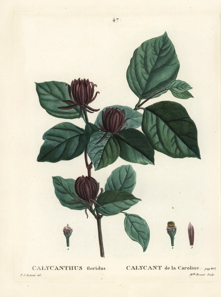 Carolina krydderbusk eller østlig sødebusk, Calycanthus floridus. Håndfarvet stipplegravering af Miss Brenet efter en illustration af Pierre-Joseph Redoute fra Henri Louis Duhamel du Moncels Treat des Arbres et Shrustes, Paris af Pierre Joseph Redouté