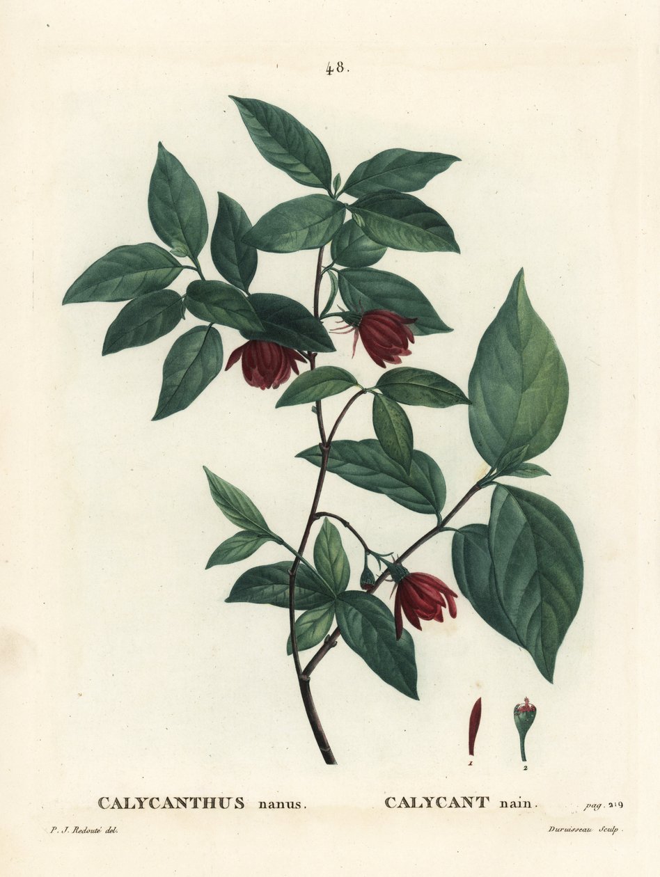 Carolina krydderbusk eller østlig sødebusk, Calycanthus floridus var. glaucus (Calycanthus nanus). Håndfarvet prikkegravering af Du Ruisseau efter en illustration af Pierre-Joseph Redoute fra Henri Louis Duhamel du Moncels Treat des Arbres et Shrustes, af Pierre Joseph Redouté