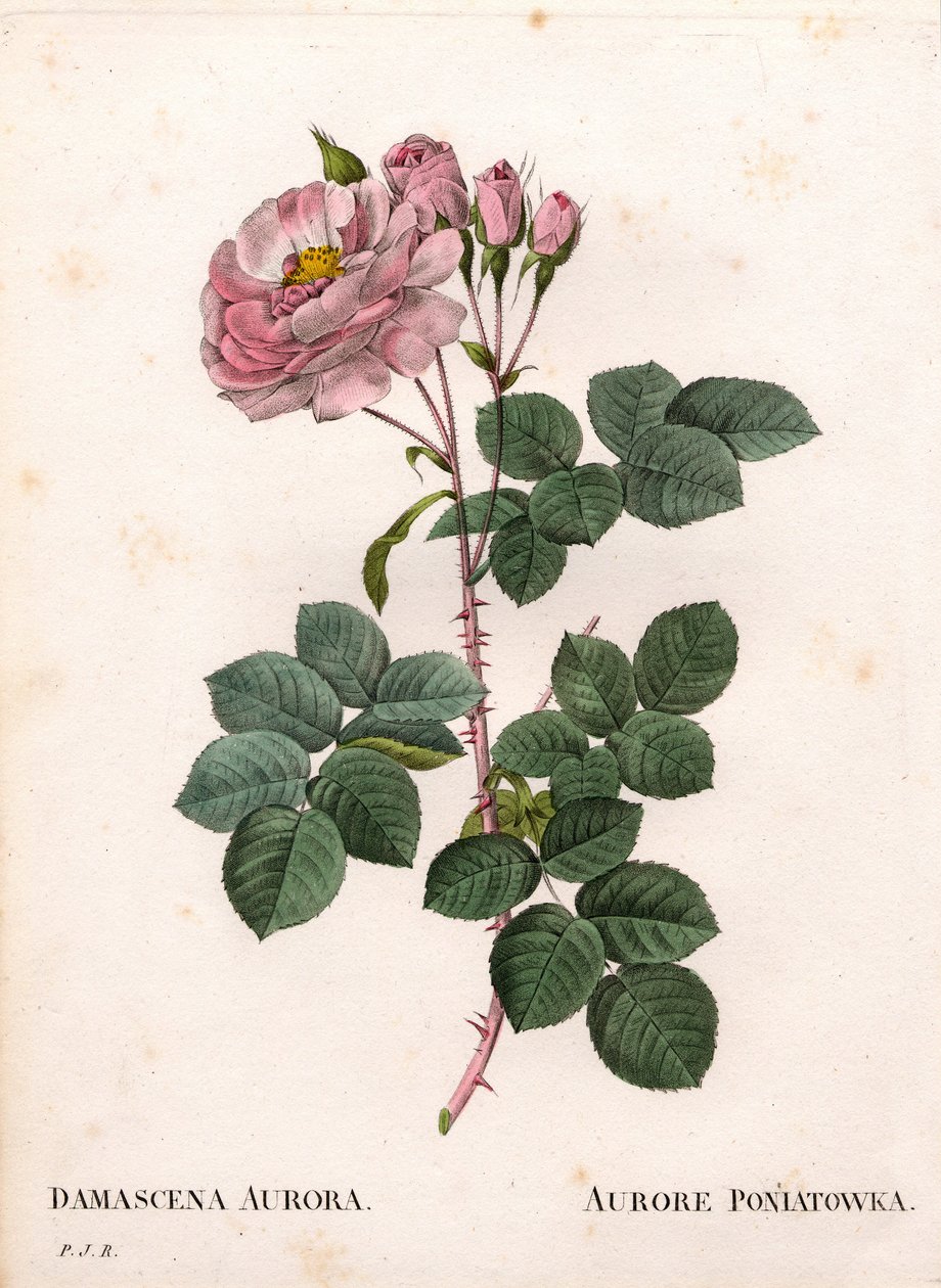 Celeste rose, Rosa alba sort, Rose Aurore Poniatowska. Håndfarvet stiplet kobberstik fra Pierre Joseph Redoutes "" Les Roses,"" Paris af Pierre Joseph Redouté