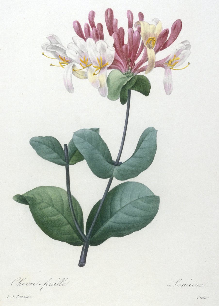 Chevre-feuille, fra Choice Of The Most Beautiful Flowers and Most Beautiful Fruits, 1827 (håndfarvet stipple gravering) af Pierre Joseph Redouté