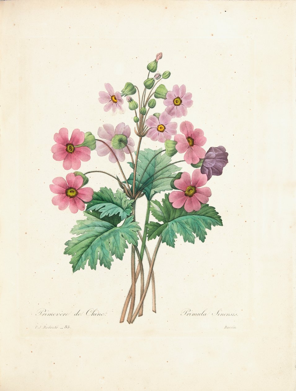 Kinesisk Primrose, graveret af Bessin, fra 