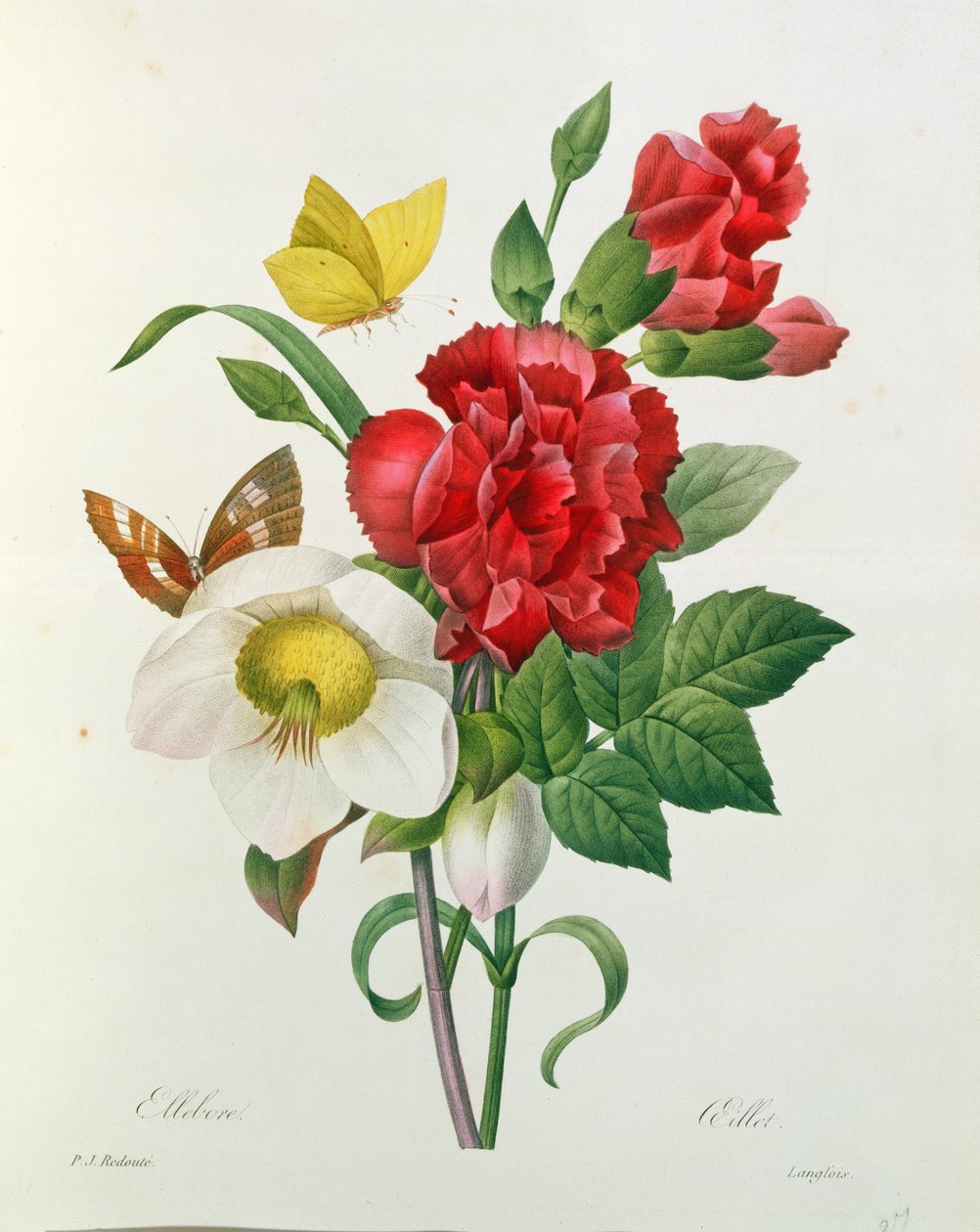 Julerose, Helleborus niger og rød nelliker med sommerfugle, fra 