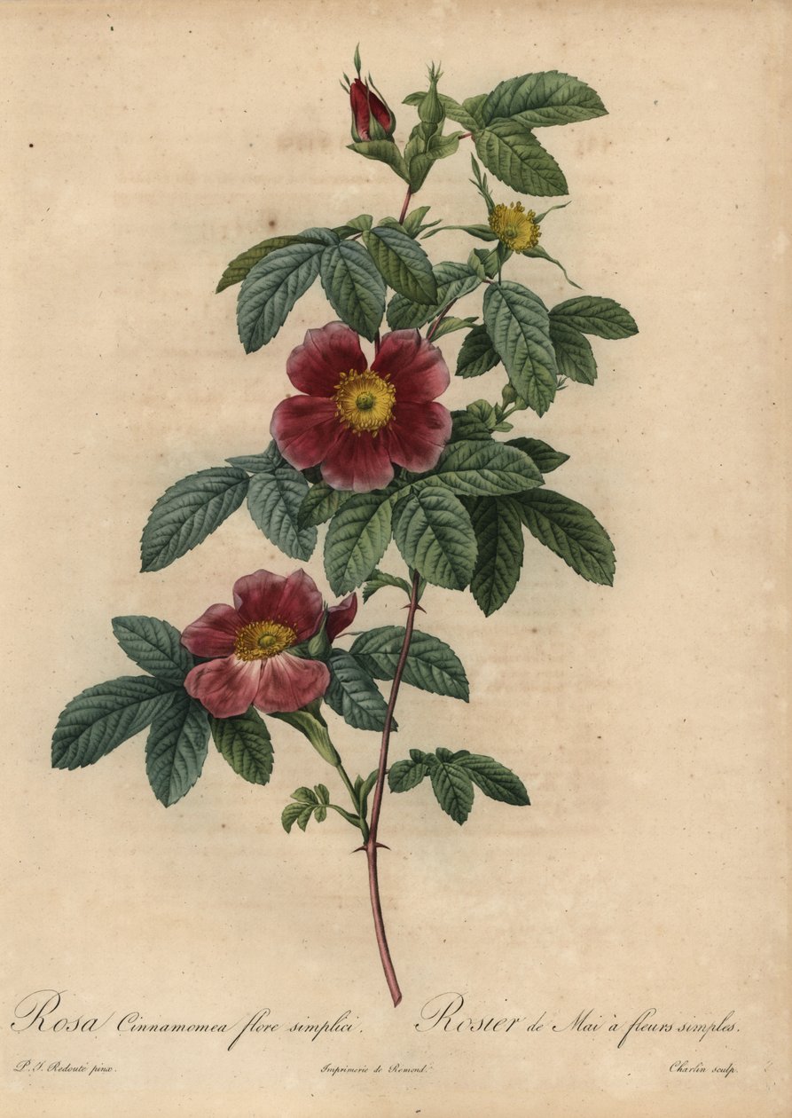 Kanelrose, Rosa majalis af Pierre Joseph Redouté