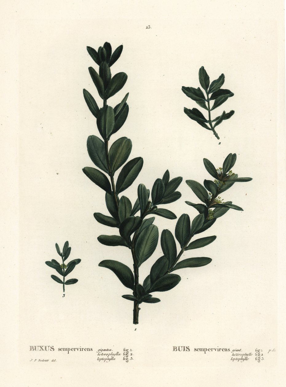 Almindelig kasse, europæisk boks eller buksbom, Buxus sempervirens (gigantea, heterophylla og leptophylla). Håndfarvet stiplet gravering efter en illustration af Pierre-Joseph Redoute fra Henri Louis Duhamel du Monceaus Treat des Arbres et Shrustes, Paris af Pierre Joseph Redouté