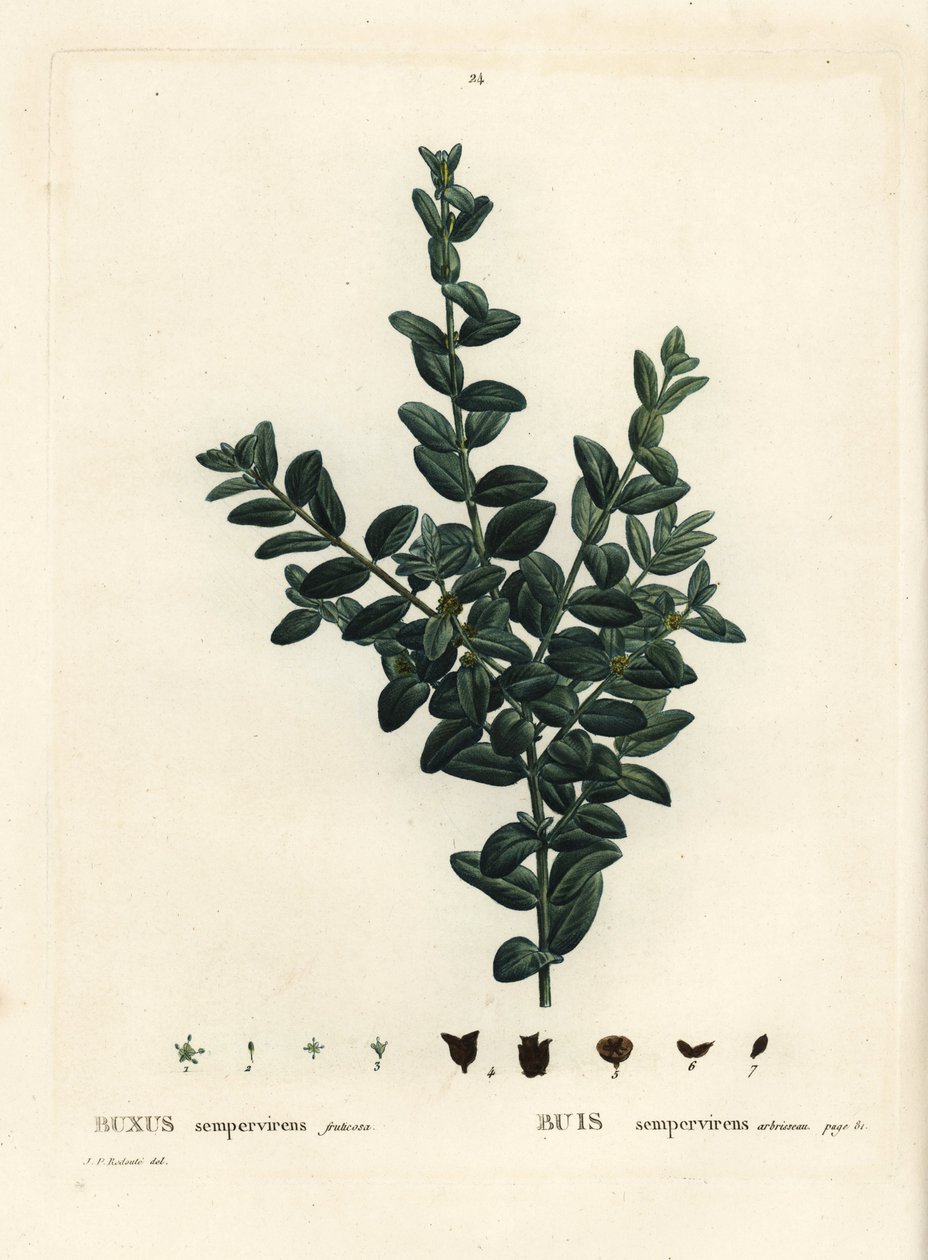 Almindelig æske, europæisk æske eller buksbom, Buxus sempervirens fruticosa. Håndfarvet stiplet gravering efter en illustration af Pierre-Joseph Redoute fra Henri Louis Duhamel du Monceaus Treat des Arbres et Shrustes, Paris af Pierre Joseph Redouté