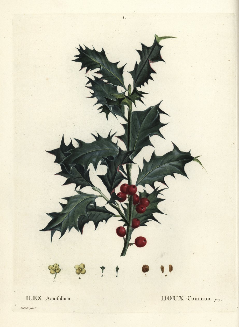 Almindelig kristtorn, Ilex aquifolium. Håndfarvet stiplet gravering efter en illustration af Pierre-Joseph Redoute fra Henri Louis Duhamel du Monceaus Treat des Arbres et Shrustes, Paris af Pierre Joseph Redouté
