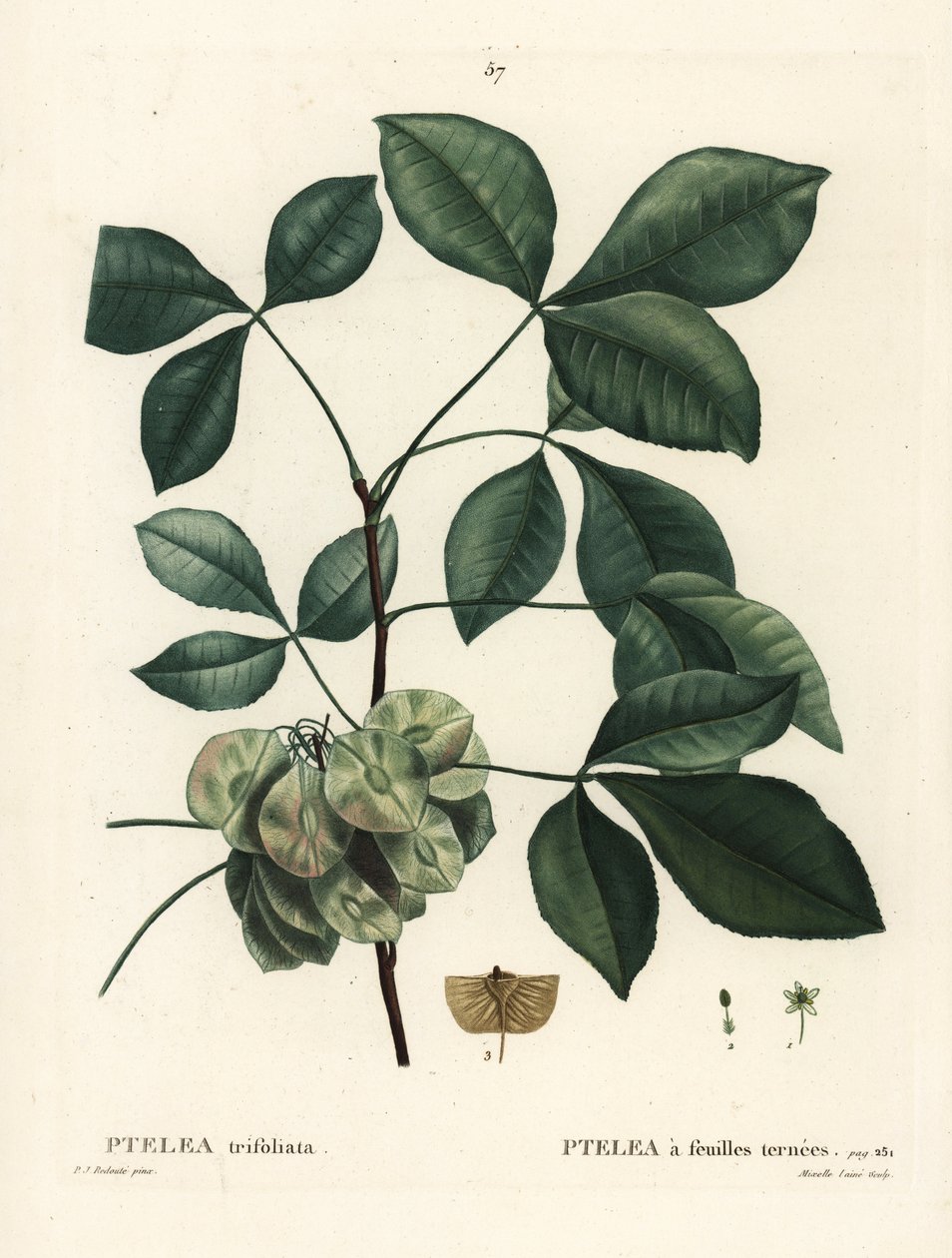 Almindelig humletræ, stinkende ask eller oblataske, Ptelea trifoliata. Håndfarvet stipplegravering af Mixelle l