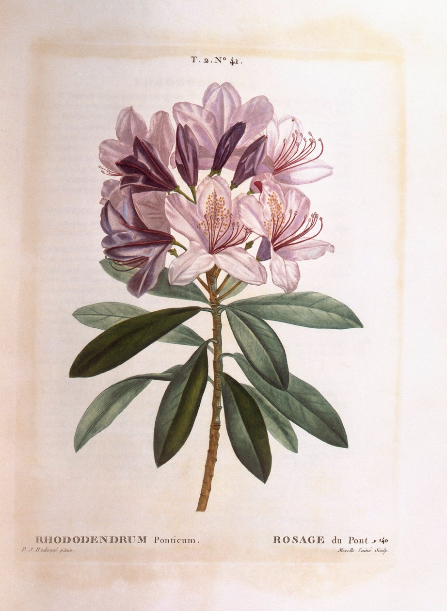Almindelig rhododendron (Rhododendron ponticum), Henry Louis Duhamel du Monceau, botanisk plade af Pierre Joseph Redouté af Pierre Joseph Redouté