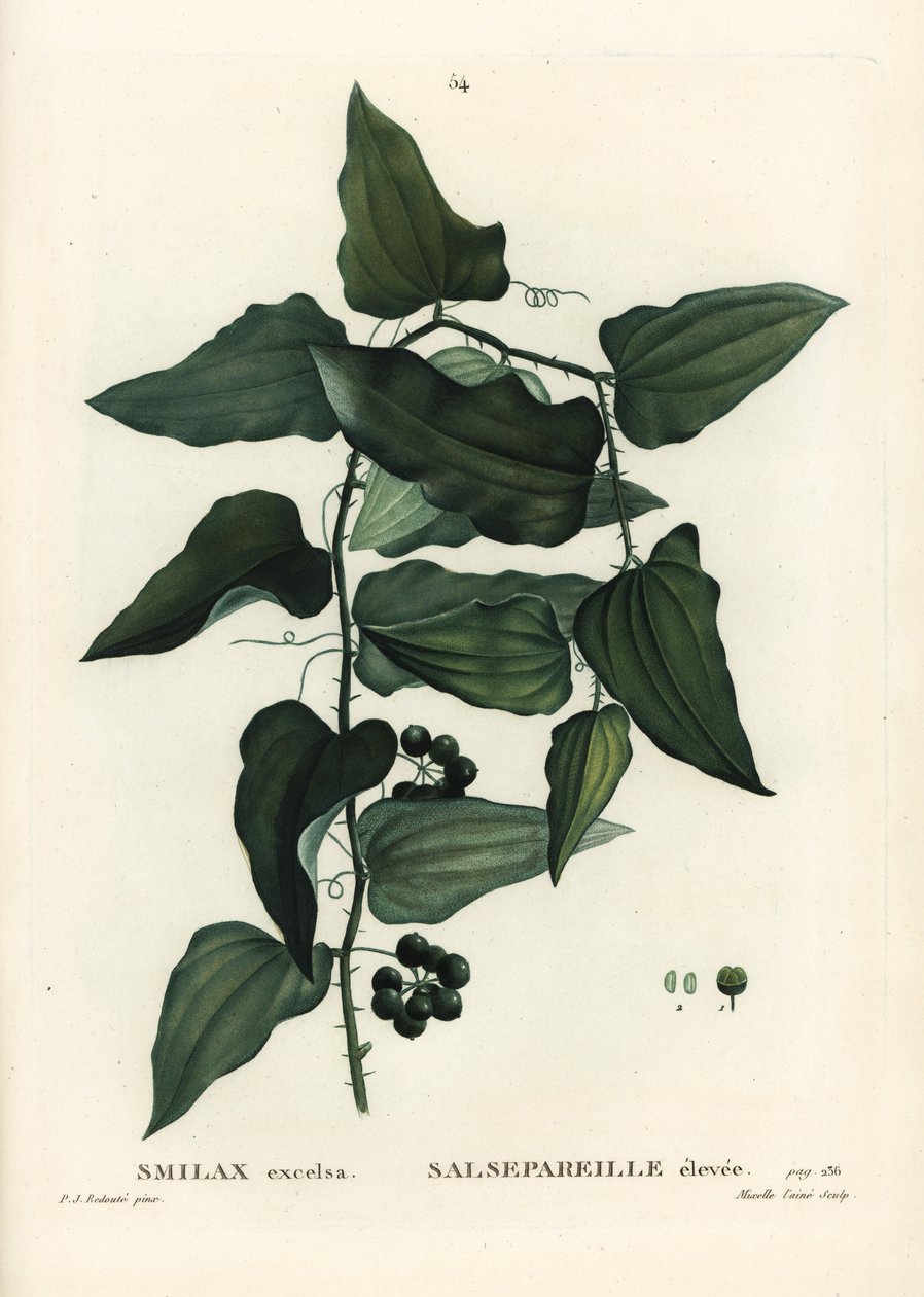 Almindelig smilax, ru bindweed, sarsaparilla eller middelhavssmilax, Smilax aspera (Smilax excelsa). Håndfarvet prikkegravering af Mixelle l