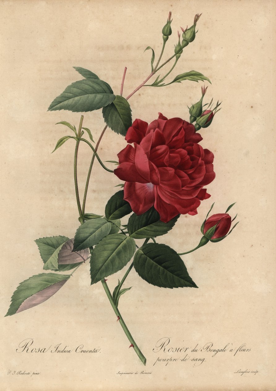 Crimson China rose, Rosa chinensis af Pierre Joseph Redouté