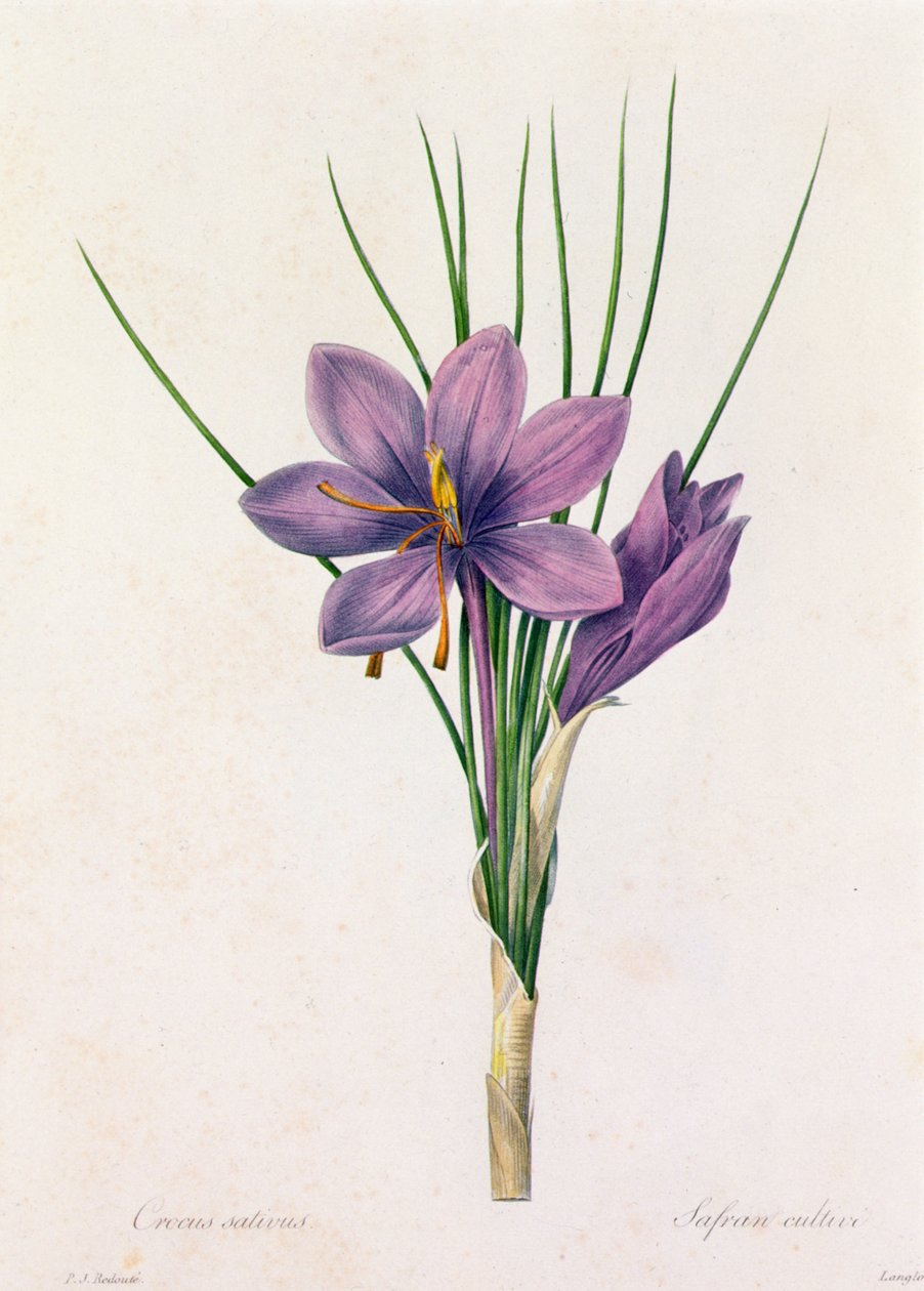 Crocus Sativus (farvet gravering) af Pierre Joseph Redouté
