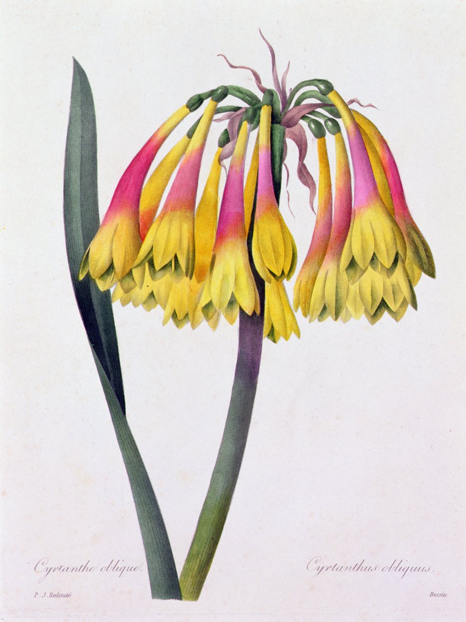 Cyrtanthus Obliquus (farvet gravering) af Pierre Joseph Redouté