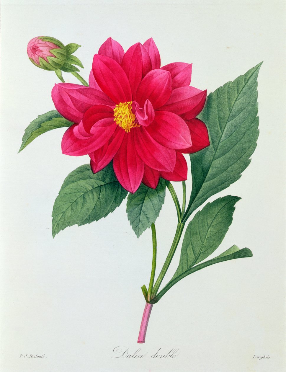 Dahlia Double (farvet gravering) af Pierre Joseph Redouté