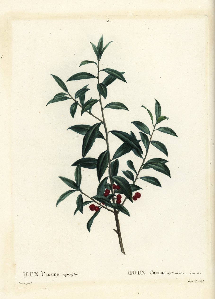 Dahoon kristtorn eller cassina, Ilex cassine. Håndfarvet prikkegravering af Coqueret efter en illustration af Pierre-Joseph Redoute fra Henri Louis Duhamel du Moncels Treat des Arbres et Shrustes, Paris af Pierre Joseph Redouté