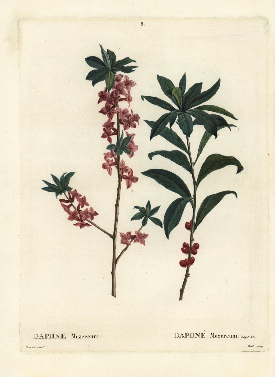 Daphne eller mezereon, Daphne mezereum. Håndfarvet stipplegravering af Troll efter en illustration af Pierre-Joseph Redoute fra Henri Louis Duhamel du Moncels Treat des Arbres et Shrustes, Paris af Pierre Joseph Redouté