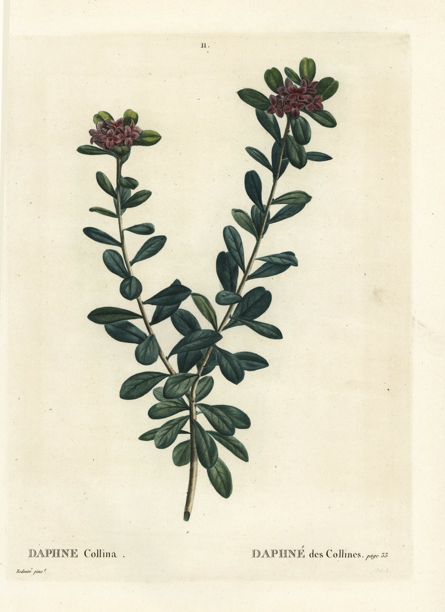 Daphne sericea (Daphne collina). Håndfarvet stipplegravering af efter en illustration af Pierre-Joseph Redoute fra Henri Louis Duhamel du Monceaus Treat des Arbres et Shrustes, Paris af Pierre Joseph Redouté
