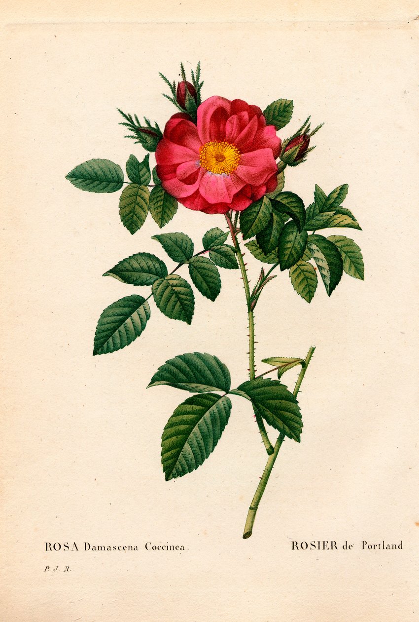 Hertuginde af Portland rose, Rosa portlandica, Portland rose. Håndfarvet stiplet kobberstik fra Pierre Joseph Redoutes "" Les Roses,"" Paris af Pierre Joseph Redouté