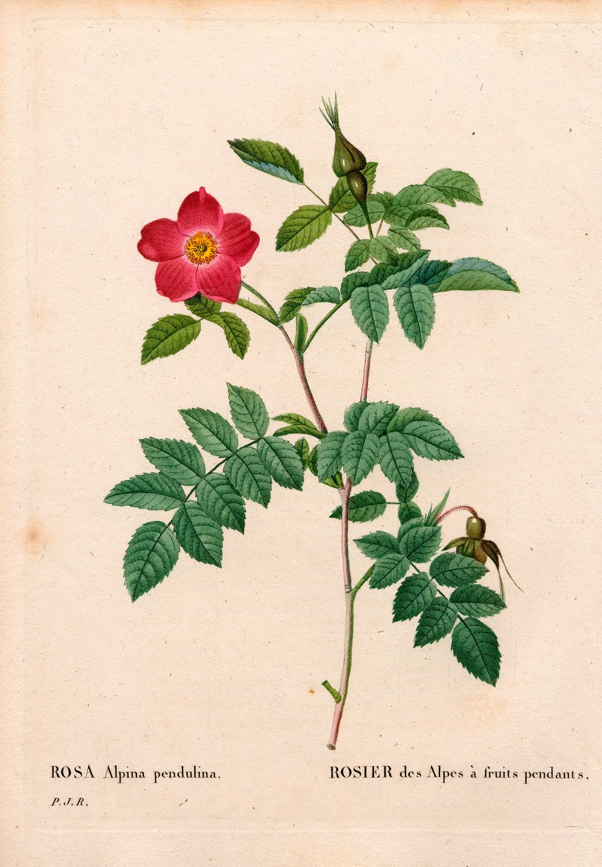 Under frugtet pink alpine, Rosa pendulina. Håndfarvet stiplet kobberstik fra Pierre Joseph Redoutes "" Les Roses,"" Paris af Pierre Joseph Redouté