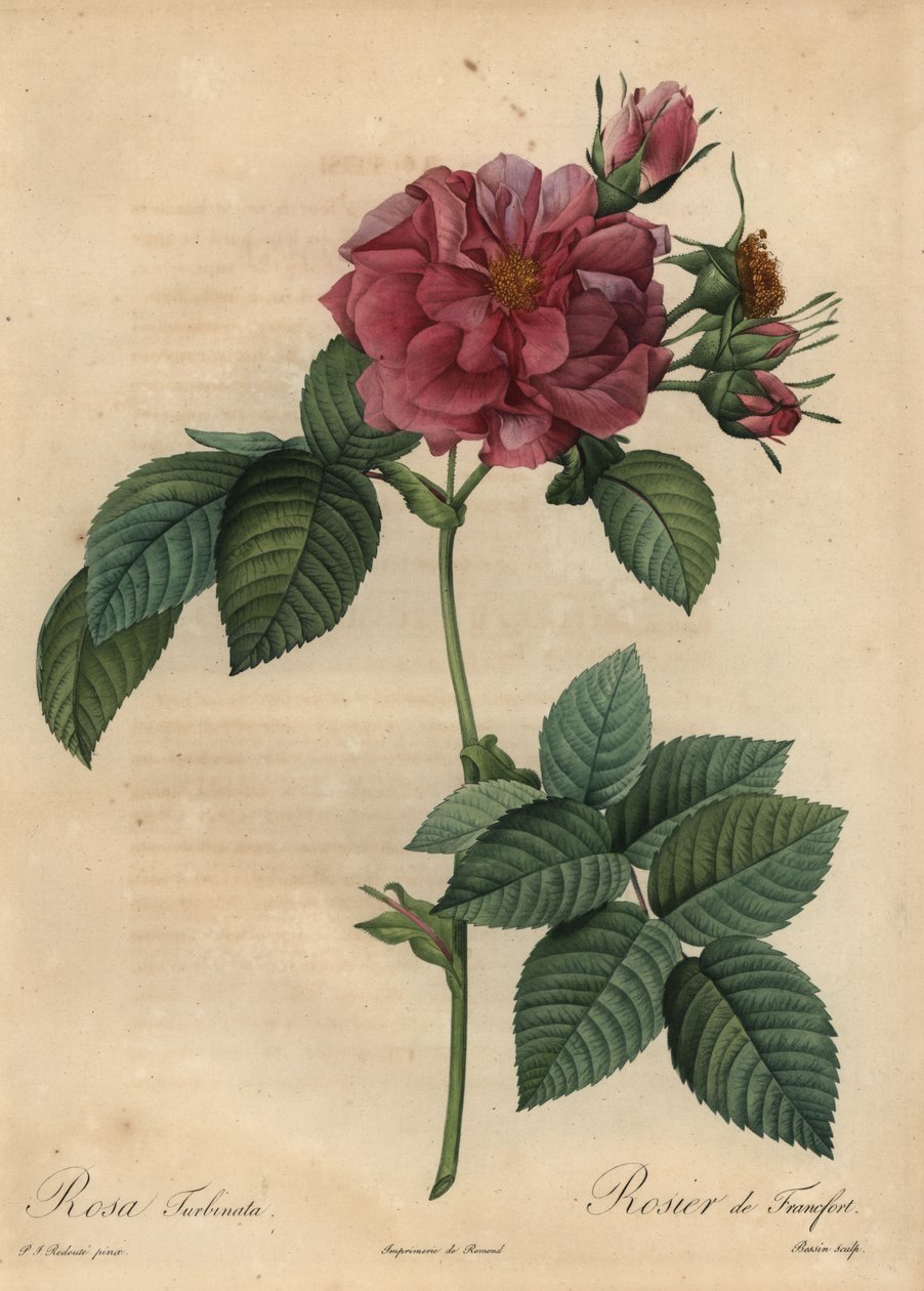 Støvet pink rose, Rosa turbinata af Pierre Joseph Redouté