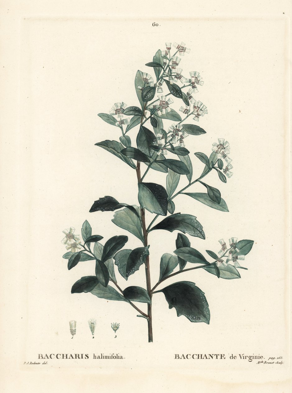 Østlig baccharis, jordselbusk, havmyrte eller saltbusk, Baccharis halimifolia. Håndfarvet stipplegravering af Miss Brenet efter en illustration af Pierre-Joseph Redoute fra Henri Louis Duhamel du Moncels Treat des Arbres et Shrustes, Paris af Pierre Joseph Redouté
