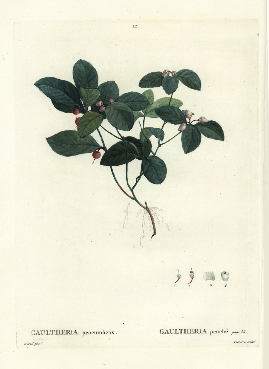 Østlig tebær, skaktern eller boksbær, Gaultheria procumbens. Håndfarvet prikkegravering af Tassaert efter en illustration af Pierre-Joseph Redoute fra Henri Louis Duhamel du Moncels Treat des Trees et Shrustes, Paris af Pierre Joseph Redouté